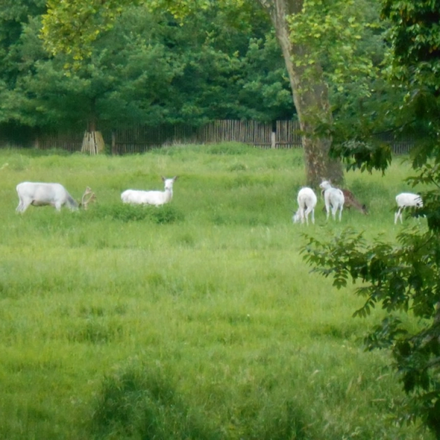 Obora bílých jelenů - Vysočina s dětmi