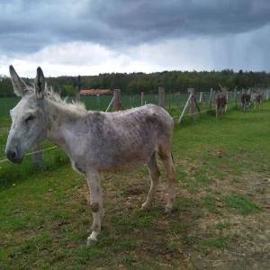 Telč Ranč - Vysočina s dětmi