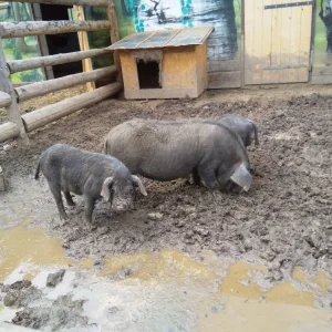 Telč Ranč - Vysočina s dětmi