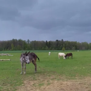 Telč Ranč - Vysočina s dětmi