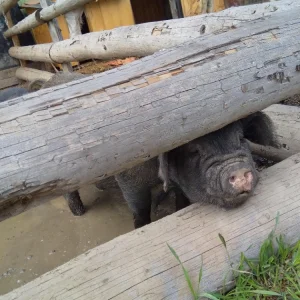 Telč Ranč - Vysočina s dětmi