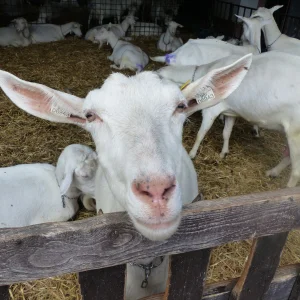 Třebíčsko s dětmi - Vysočina s dětmi
