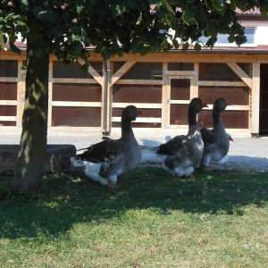 Třebíčsko s dětmi - Vysočina s dětmi