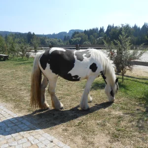 Třebíčsko s dětmi - Vysočina s dětmi