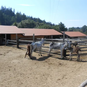 Třebíčsko s dětmi - Vysočina s dětmi