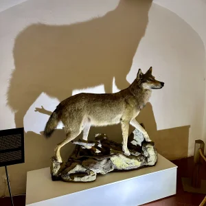 Vzhůru do minulosti v Jihlavě - Vysočina s dětmi