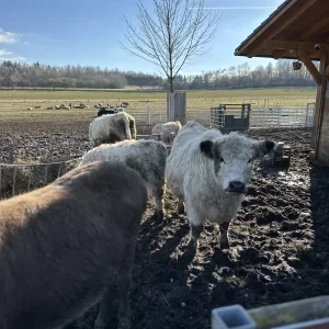 Na farmě Zelené údolí - Vysočina s dětmi