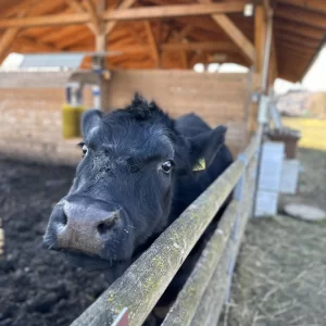 Na farmě Zelené údolí - Vysočina s dětmi