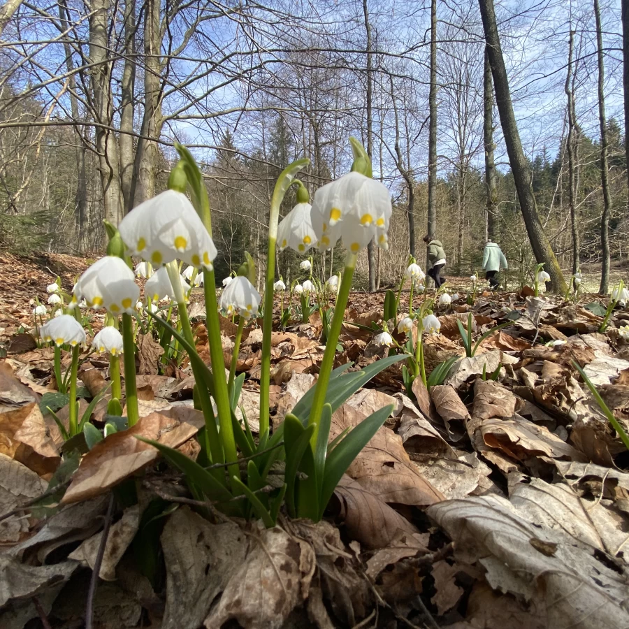 Jarní výlety plné květů - Vysočina s dětmi
