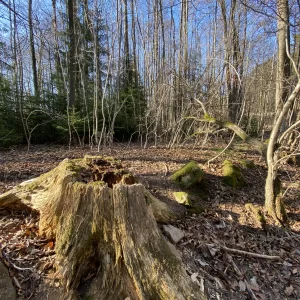 Jarní výlety plné květů - Vysočina s dětmi