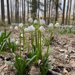 Jarní výlety plné květů - Vysočina s dětmi