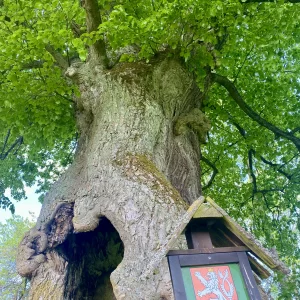 Chobotská lípa / 7 - Vysočina s dětmi