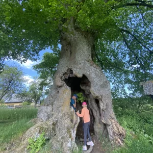 Chobotská lípa / 1 - Vysočina s dětmi