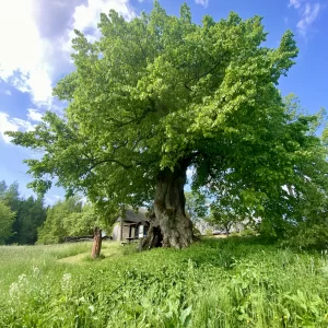 Chobotská lípa / 8 - Vysočina s dětmi
