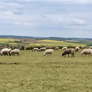 Třebíčskem okolo přehrady na zámky a hrady - Vysočina s dětmi