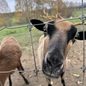 Do Světlé a okolí s dětmi - Vysočina s dětmi